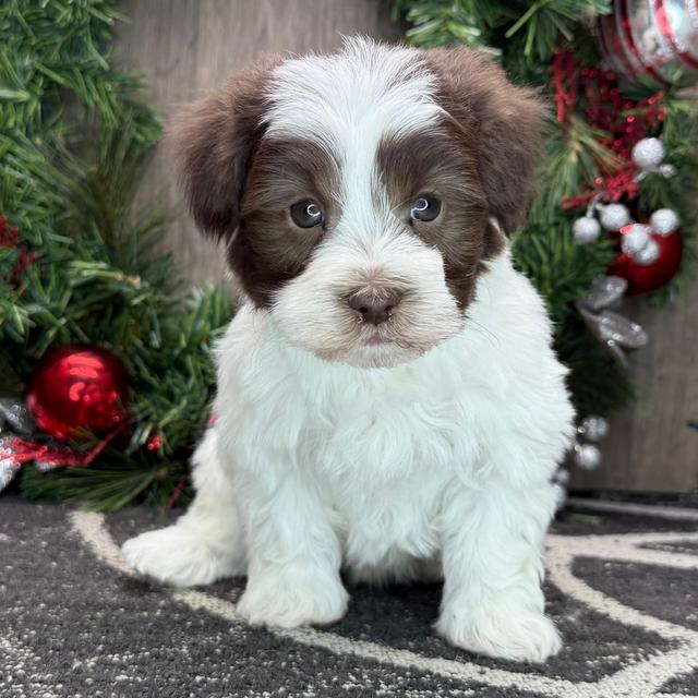 Gus - Havanese