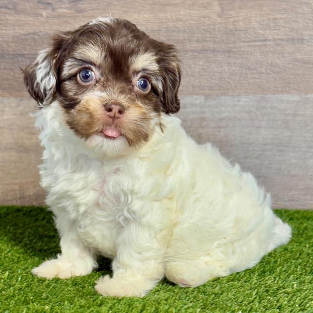 Haley - Havanese