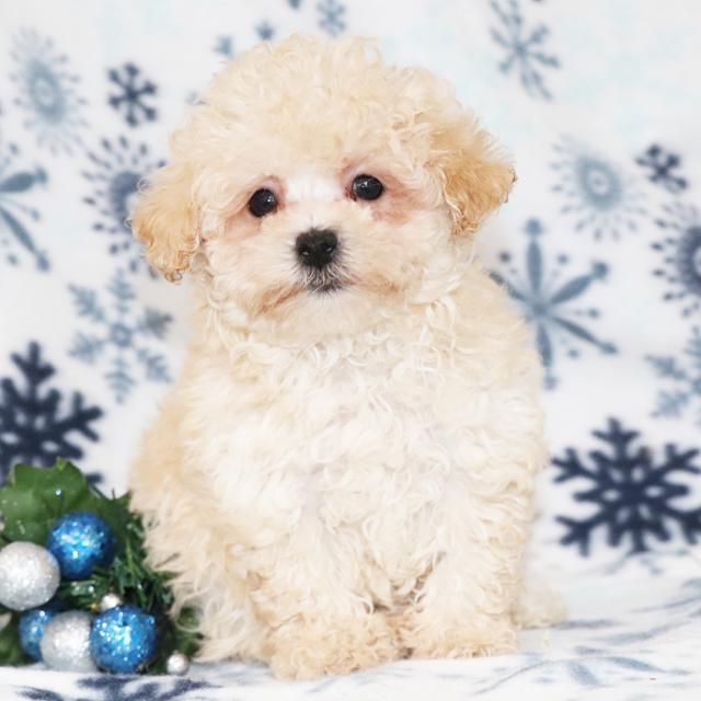 Wren - Maltipoo