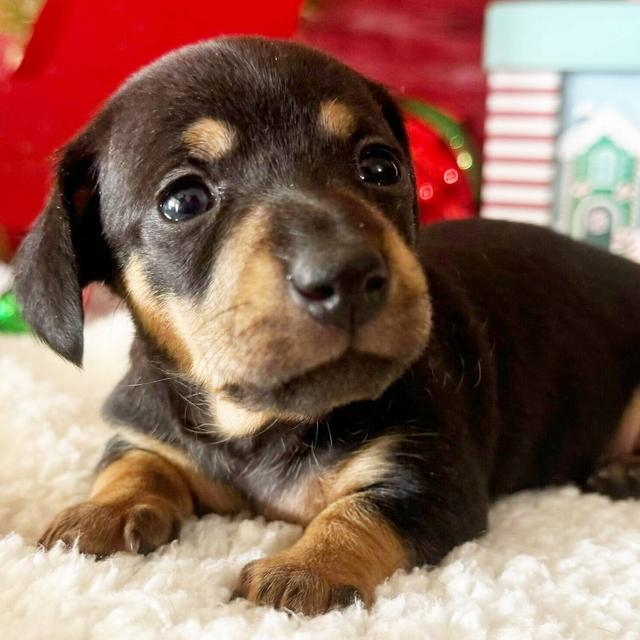 Winnie - Dachshund