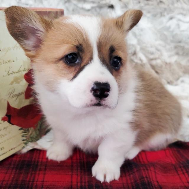 Wren - Pembroke Welsh Corgi