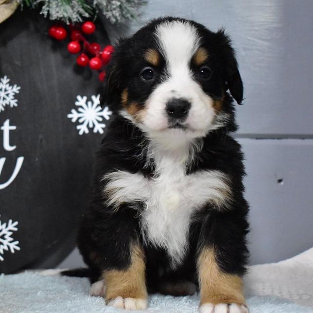 Candy - Bernese Mountain Dog