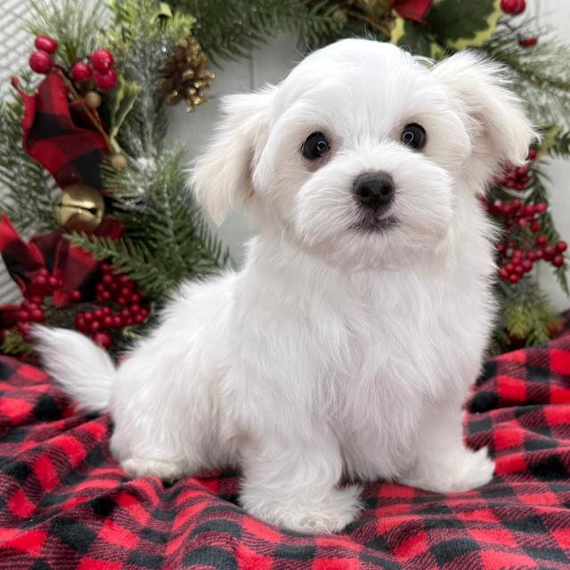 Mika - Maltese