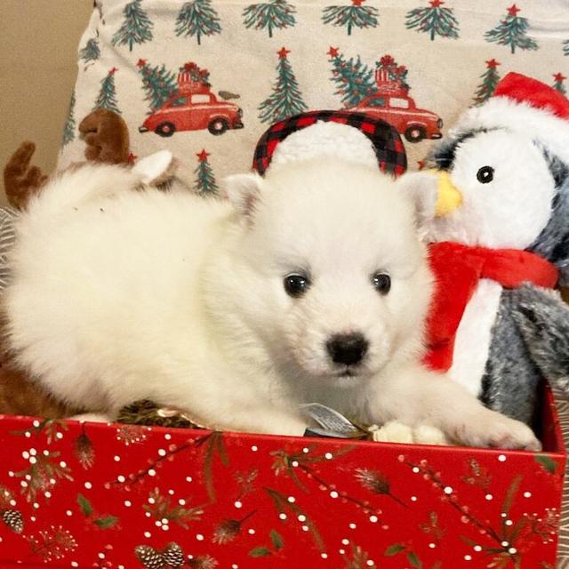 Ghost - American Eskimo Dog