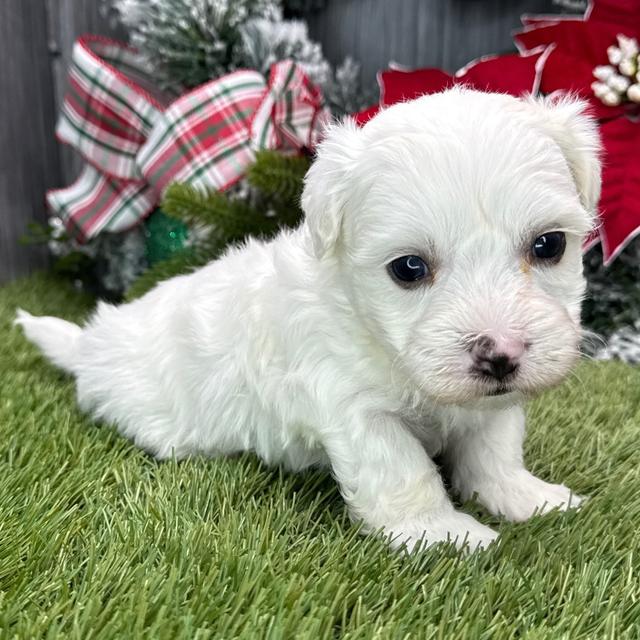 Otis - Coton de Tulear