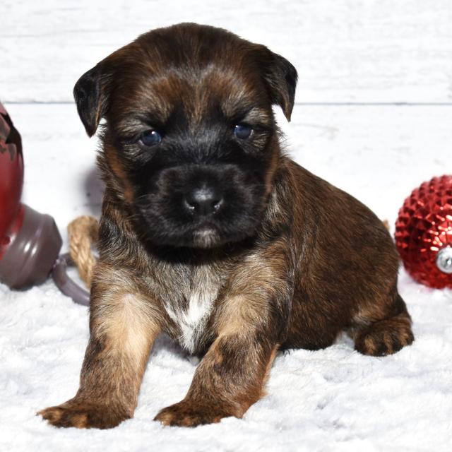 Emeline - Soft Coated Wheaten Terrier