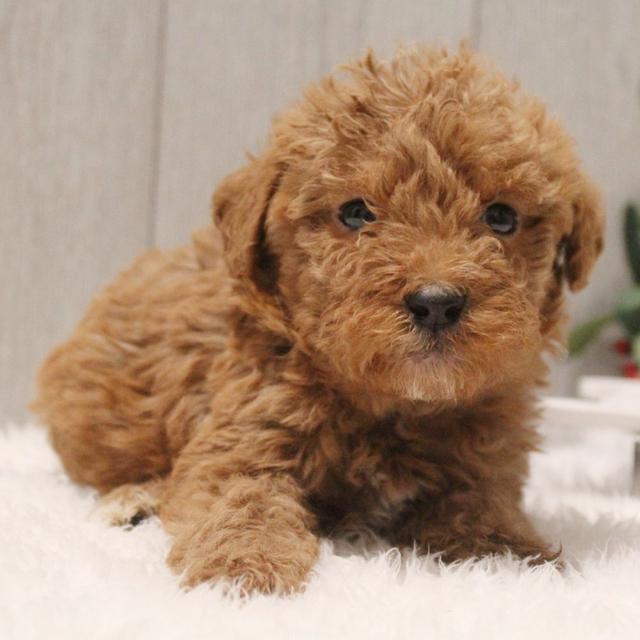 Liam - Labradoodle