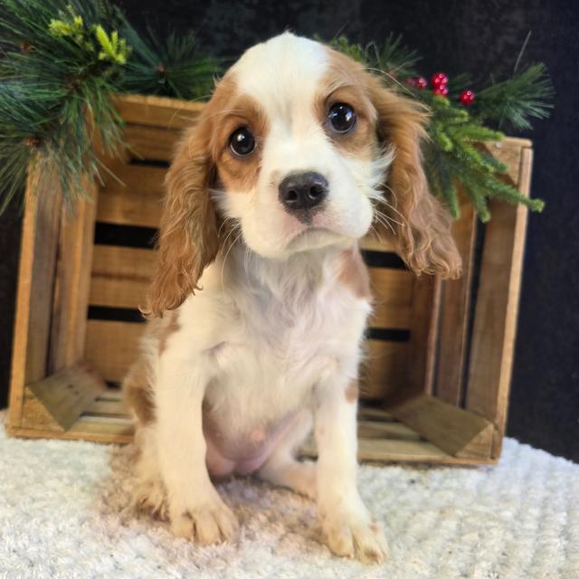 Hazel - Cavalier King Charles Spaniel