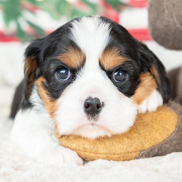 Ellis - Cavalier King Charles Spaniel