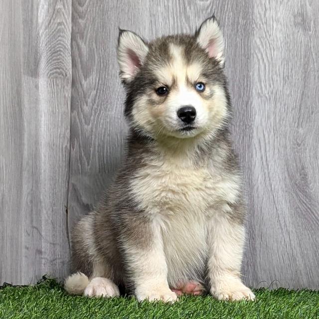 Astro - Siberian Husky