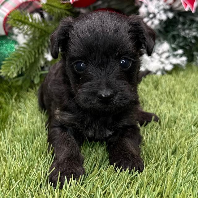 Angel - Yorkiepoo