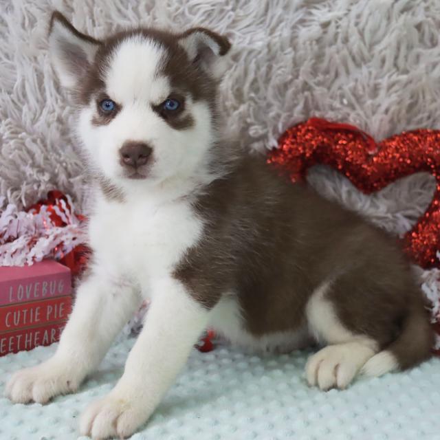 Harley - Siberian Husky