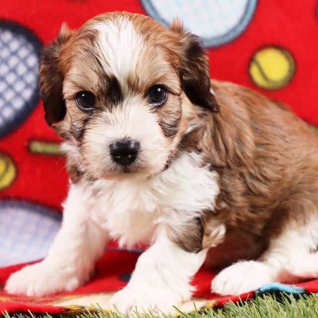 Charlie - Cavachon