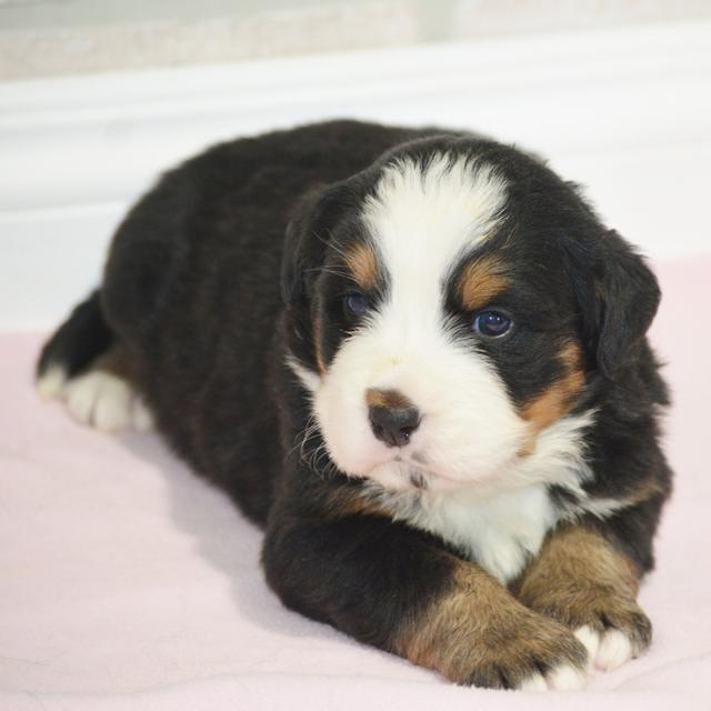 Lenis - Bernese Mountain Dog