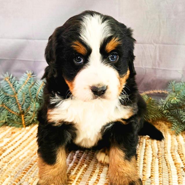 Jasmine - Bernese Mountain Dog