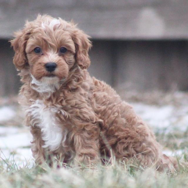 Lindsey - Cavapoo