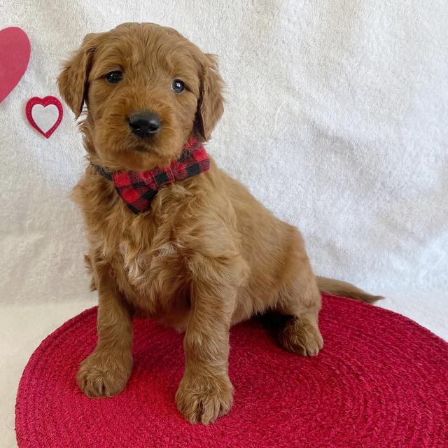 Teddy - Goldendoodle