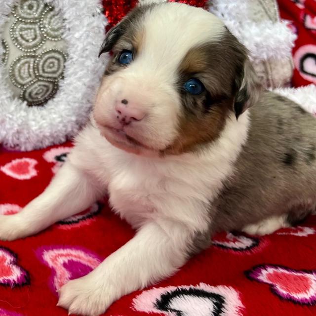 Mav - Australian Shepherd