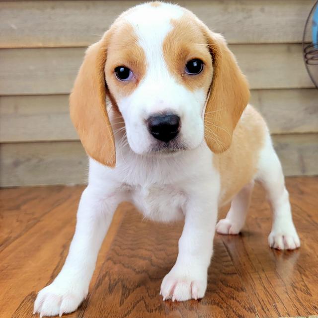 Juliet - Beagle