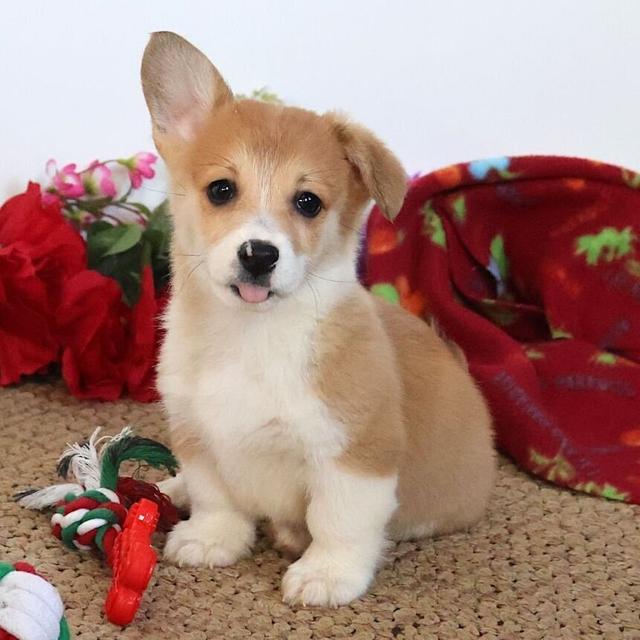 Sampson - Pembroke Welsh Corgi