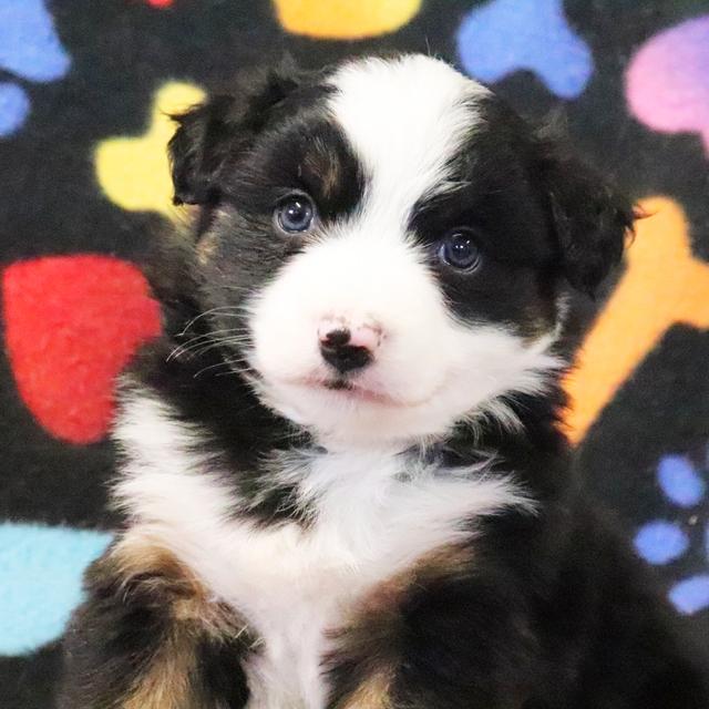 Noah - Australian Shepherd