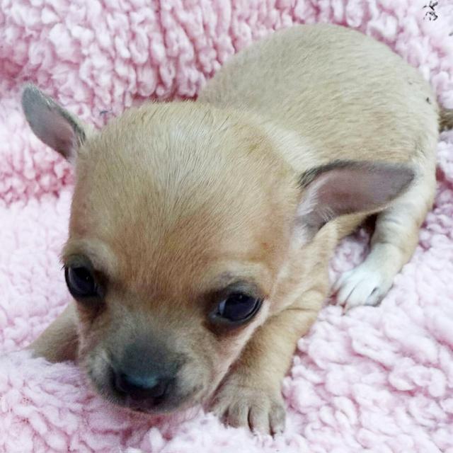 Nova - Chihuahua