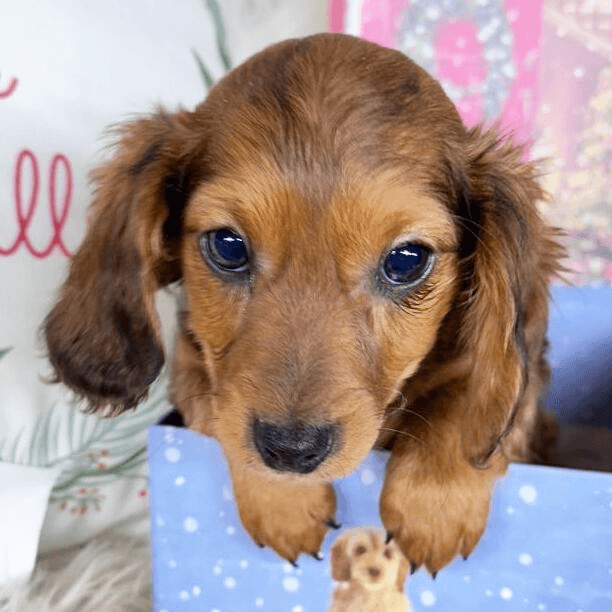 Thalia - Dachshund