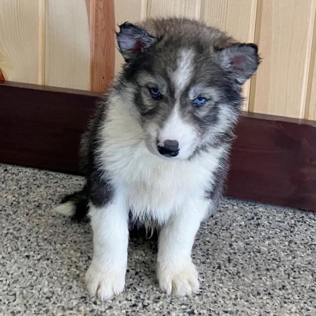 Arthur - Siberian Husky