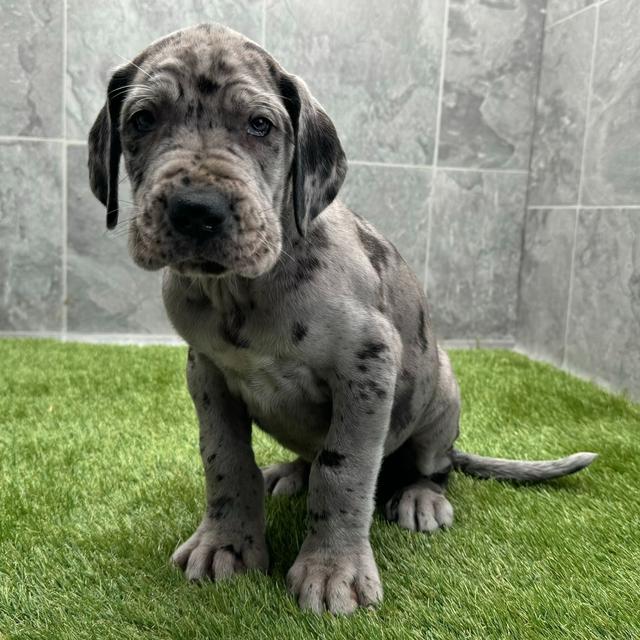 Cyrus - Great Dane