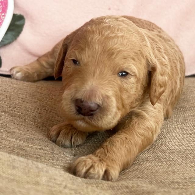 Canyon - Aussiedoodle