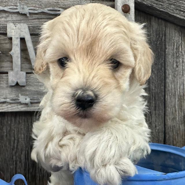 Mickey - Maltipoo