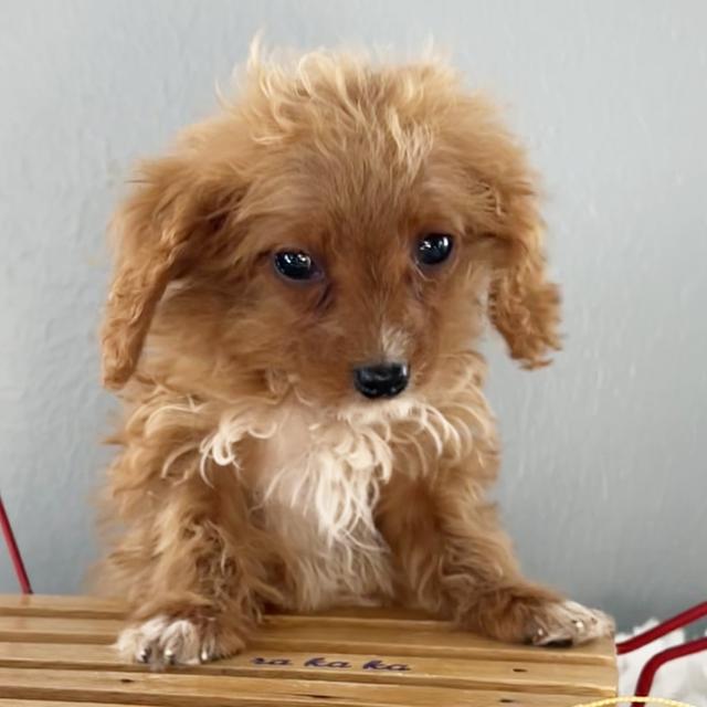 Jimmy - Cavapoo