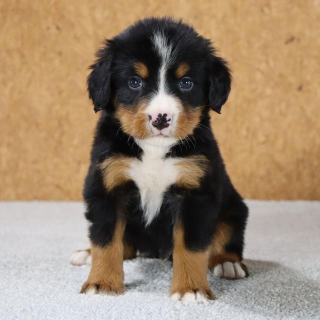 Watson - Bernese Mountain Dog