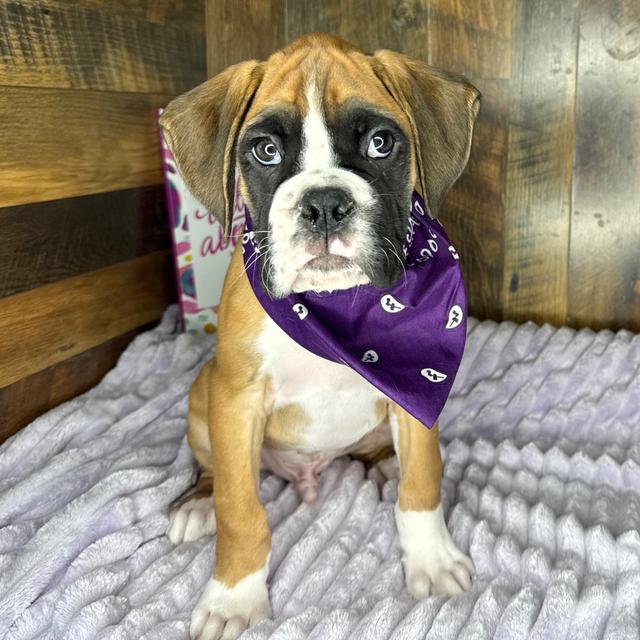 TEDDY - Boxer