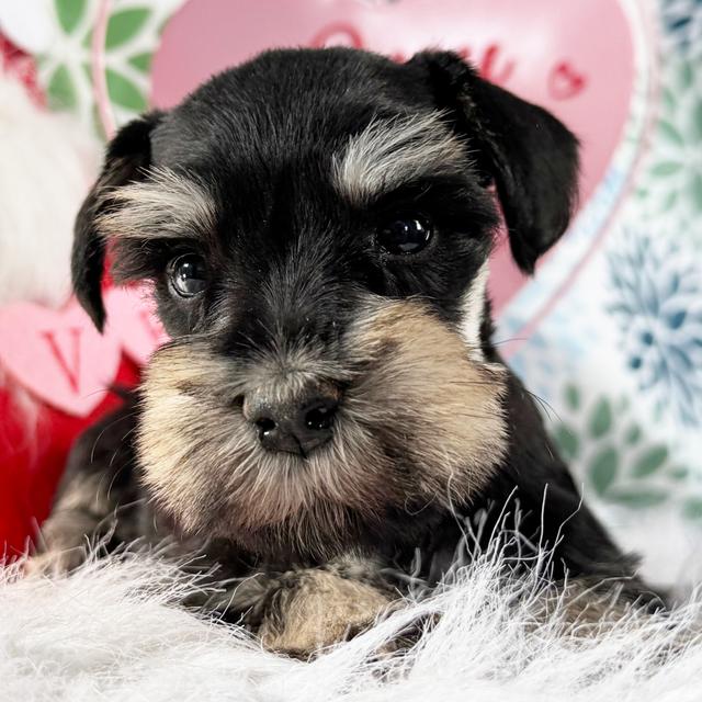 Cuddles - Miniature Schnauzer