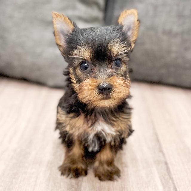 Daphne - Yorkshire Terrier