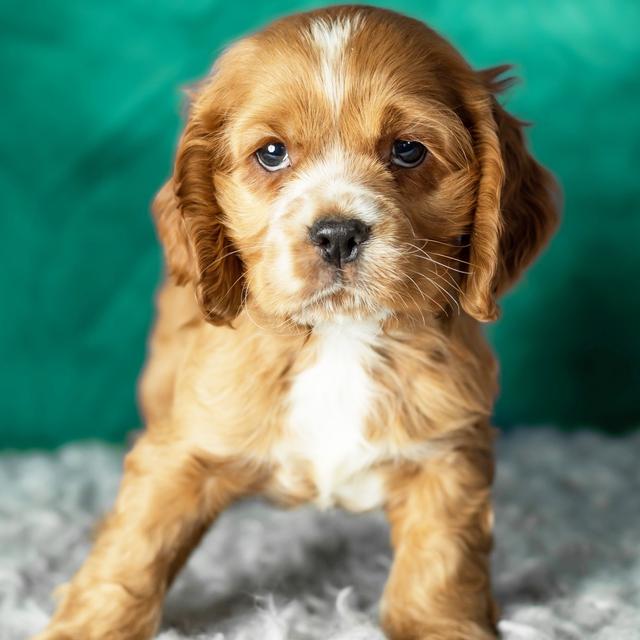 Tippy - Cocker Spaniel