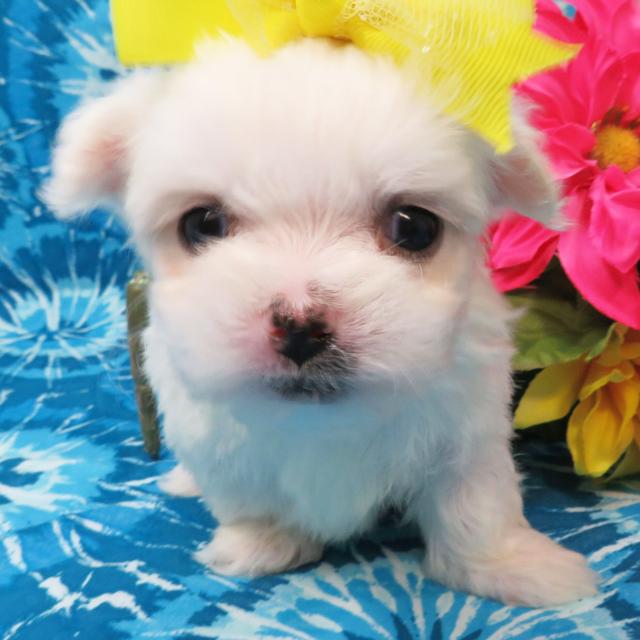 Eva - Coton de Tulear