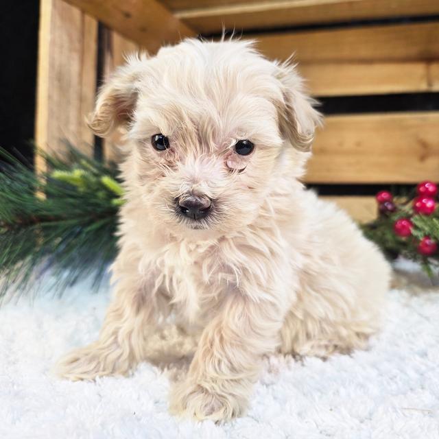 Sampson - Maltipoo