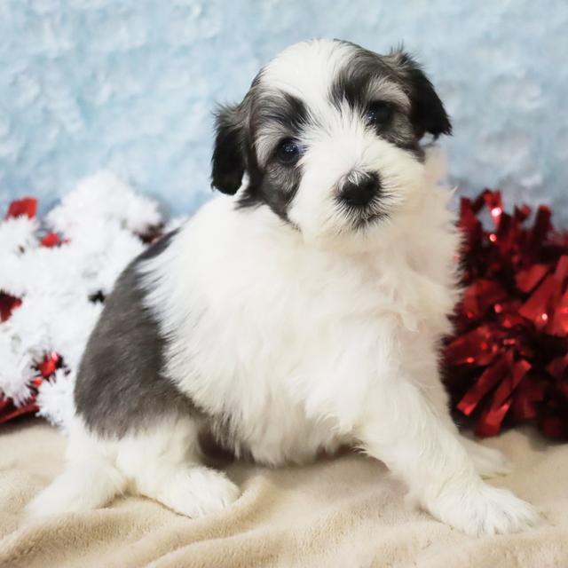 Anna - Coton de Tulear