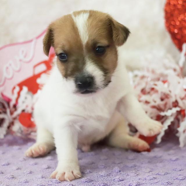 Baxter - Jack Russell Terrier