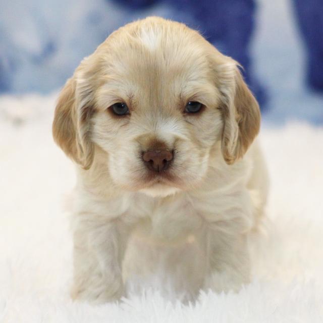 Oliver - Cocker Spaniel