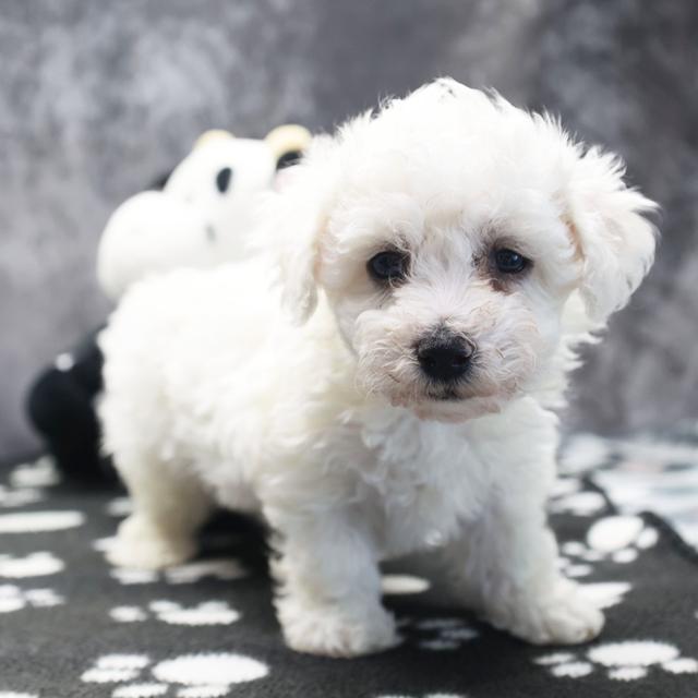 Hudson - Bichon Frise