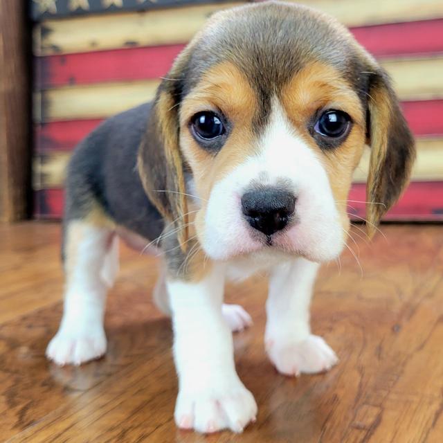 Bailey - Beagle