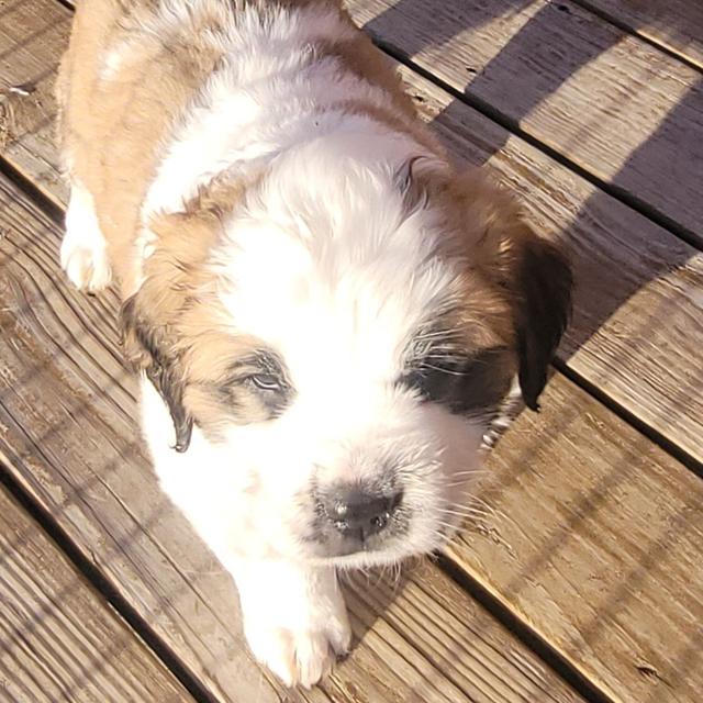 Kona - Saint Bernard