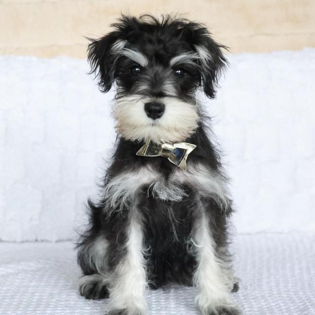 Miniature Schnauzer Breed Facts, Information, and Characteristics ...