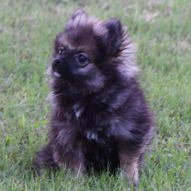 Willa - Pomeranian
