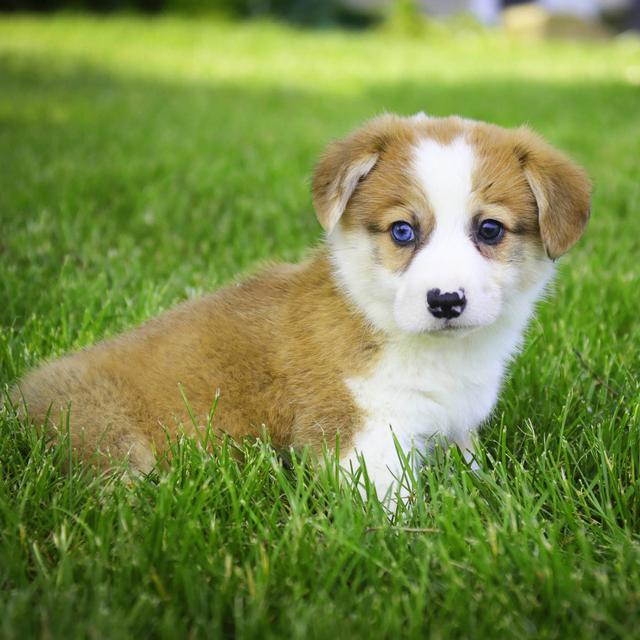 Pembroke Welsh Corgi Breed Facts, Information, and Characteristics ...