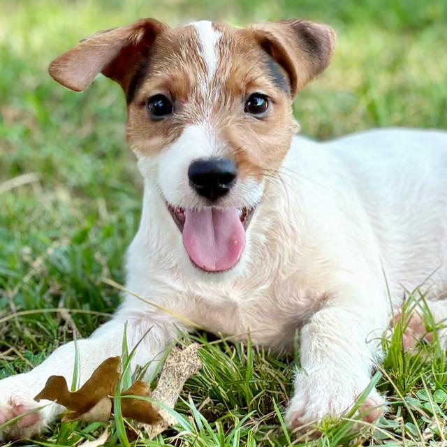 Waffles - Jack Russell Terrier