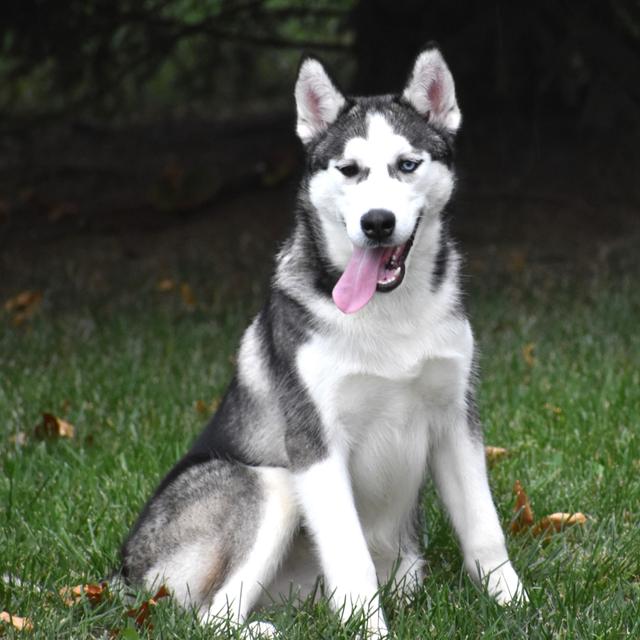 Jake - Siberian Husky